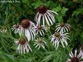 pale purple coneflower